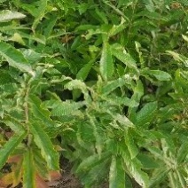 小叶青冈栓皮栎1年生地径03-1.5产地批发货源充足