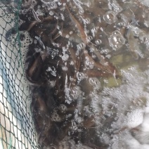土鲶鱼