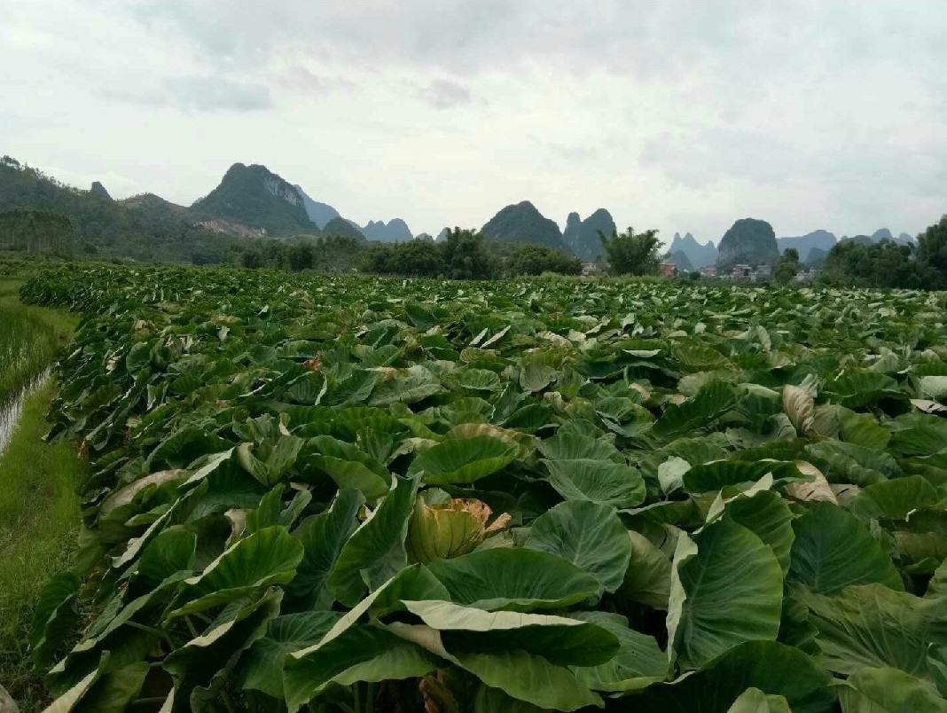 一片茂盛的荔浦芋头种植田,植株高大,叶片宽大呈盾形,深绿色有光泽,叶柄粗壮带紫红色条纹。地面覆盖黑色地膜,保持湿度与抑制杂草。远处可见丘陵地貌与薄雾缭绕的山林环境,体现典型的喀斯特山区生态特征 荔浦芋头田间生长实景图