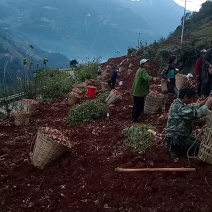凉山冕宁凉薯土瓜