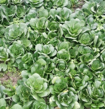 [油菜批发]上海矮脚青菜 青菜价格0.80元/斤 - 一亩田