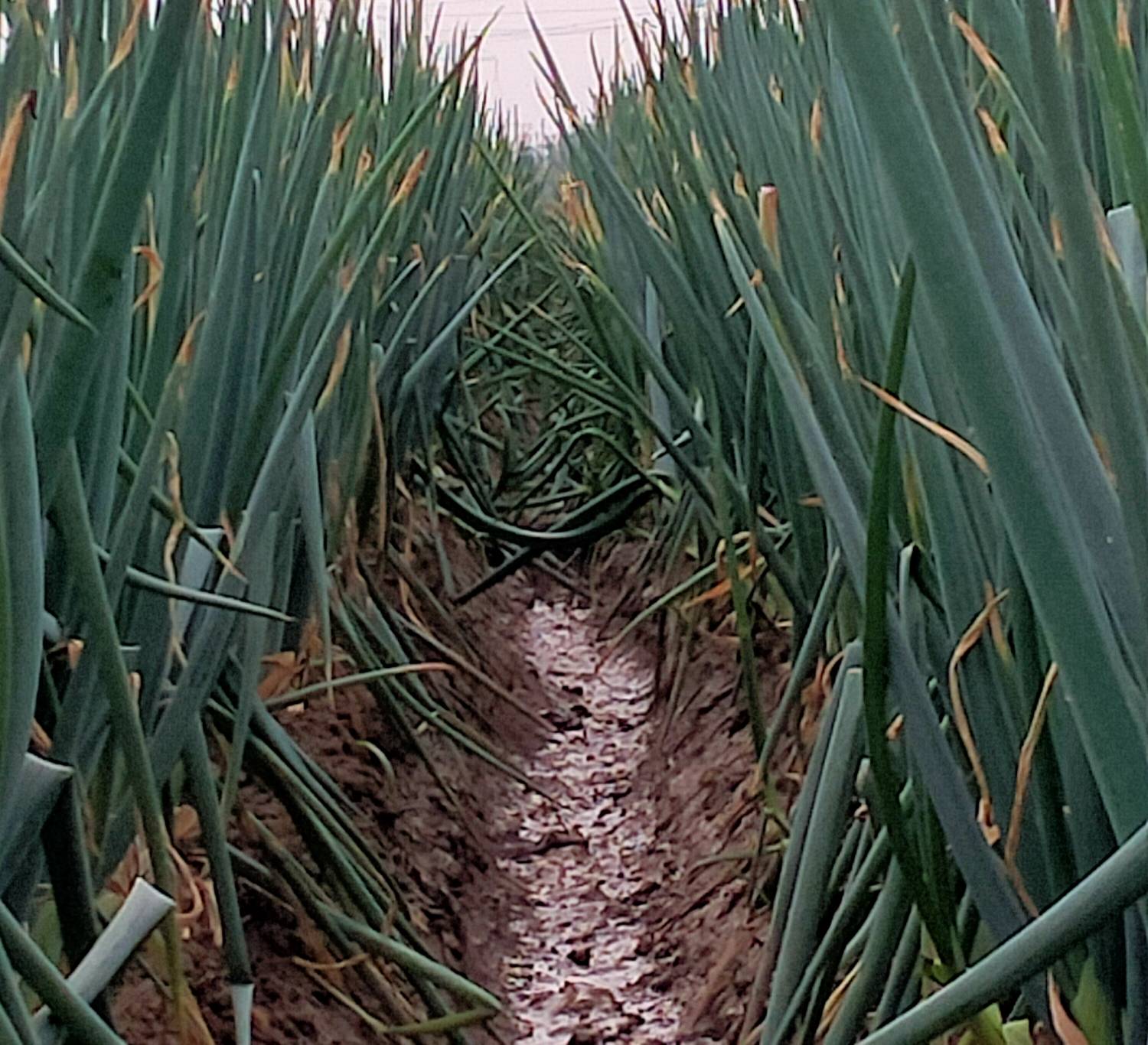 章丘新大葱田间采收场景