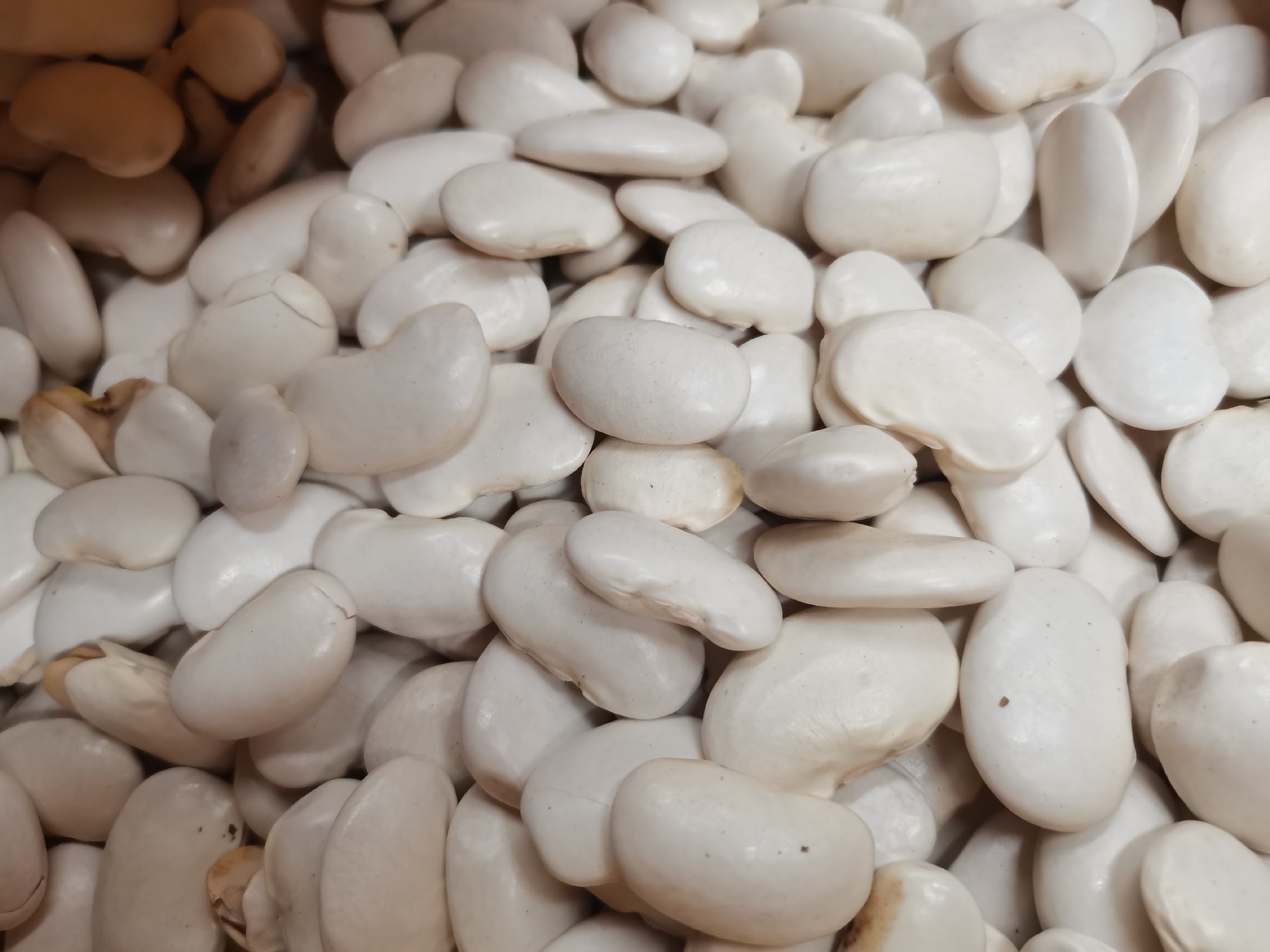 一张高清实物对比图,左侧为干燥的白色芸豆(白芸豆),颗粒饱满、呈椭圆形、表面光滑;右侧为其他颜色的芸豆混合样本,包括红芸豆、花芸豆等,用于展示芸豆作为一个品类的多样性。背景为木质厨房台面,自然光线照射,突出食材真实质感 芸豆和白芸豆的对比图