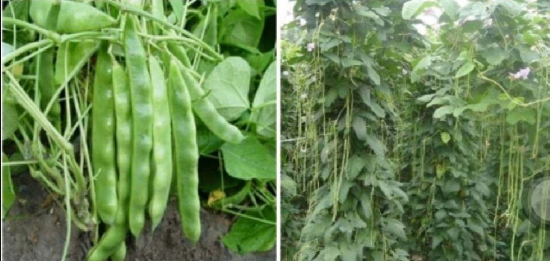 豆角开花结荚期田间实景图