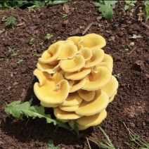云南野生菌“羊肚菌、平菇、鸡油菌、赤松茸、菌汤包、金耳