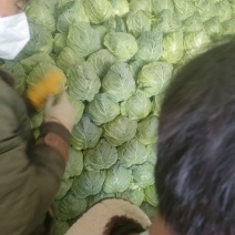 山东临沂万亩橄榄已上市口感很好价格便宜个头不大不小颜色青