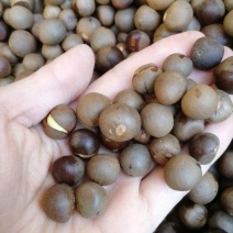 绿茶种子特早茶种子耐寒茶叶种子茶树籽各种茶叶种子