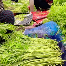 苏北上万亩芦蒿产业基地温室大棚芦蒿上市口感嫩量大。