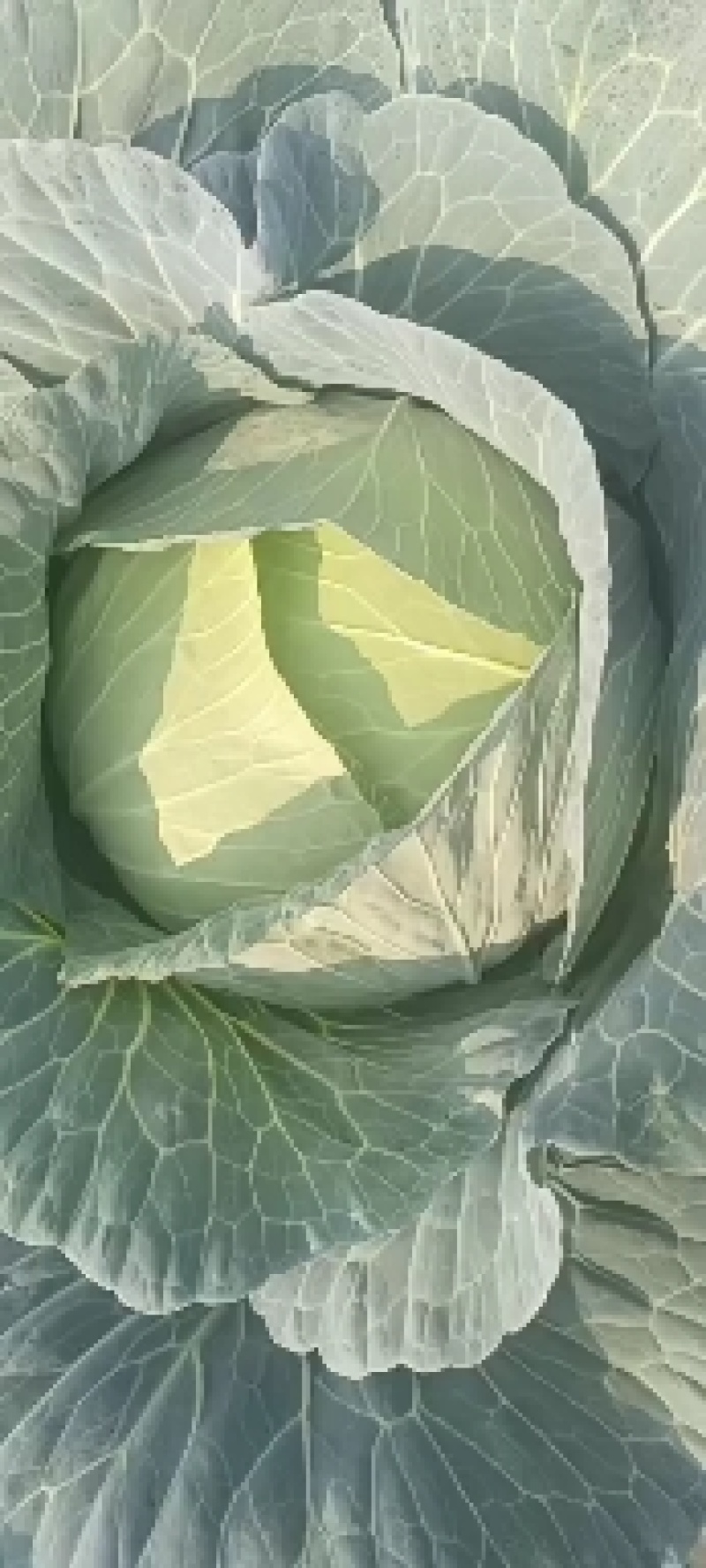 黄心大白菜甘蓝京丰一号