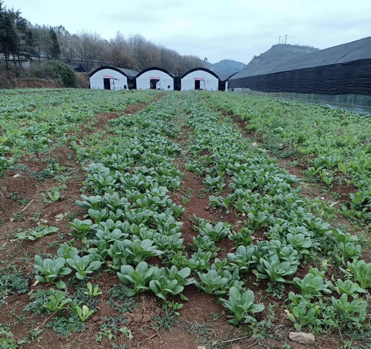 德油1000号油菜田间生长情况,植株高大,角果密布,显示其高产特性 德油1000号油菜生长图