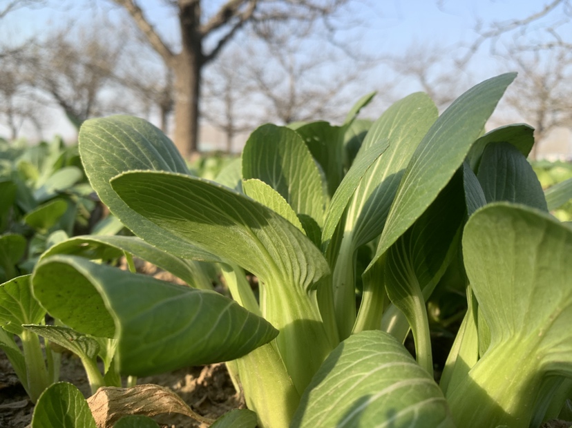新鲜采摘的绿色油菜叶片特写