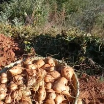 凉山地瓜，优质产品，多汁化渣，味美清脆，产地直销