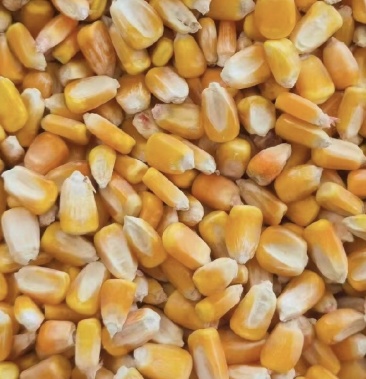[玉米批发]东北吉林松原干玉米粒 水份13无霉变 容重720 微笑价格1.