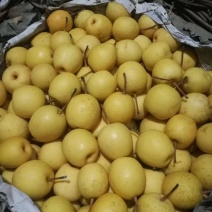青龙山地苹果梨