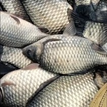 精品银鲫
