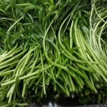 连云港灌云上万亩芦蒿