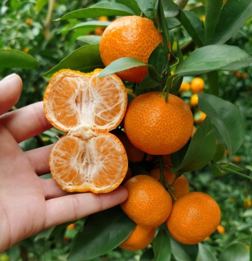 广西西林沙糖桔落地配社区团购电商一件代发供应链