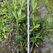 海桐，大量出售各规格，欢迎大家前来选购哦