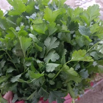 精品菠菜