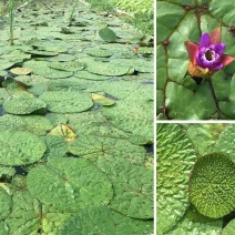芡实种子鸡头果水生植物鸡头实鸿头鸿头鸡头米种子