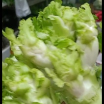 儿菜