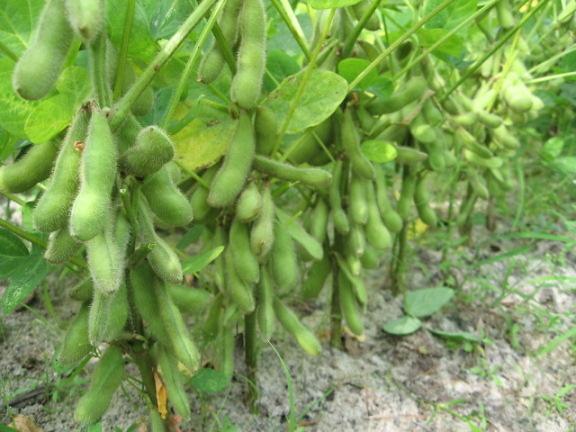 一名农业技术人员在大豆田中弯腰查看植株结荚情况,手持记录本正在填写数据,背景为整齐排列的大豆植株,部分已形成明显豆荚,展示田间技术指导场景 大豆结荚期田间管理现场图