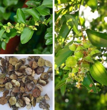 [马甲子种子批发]造刺树种子马甲子鸟不站铁篱笆 带刺植物围墙篱笆