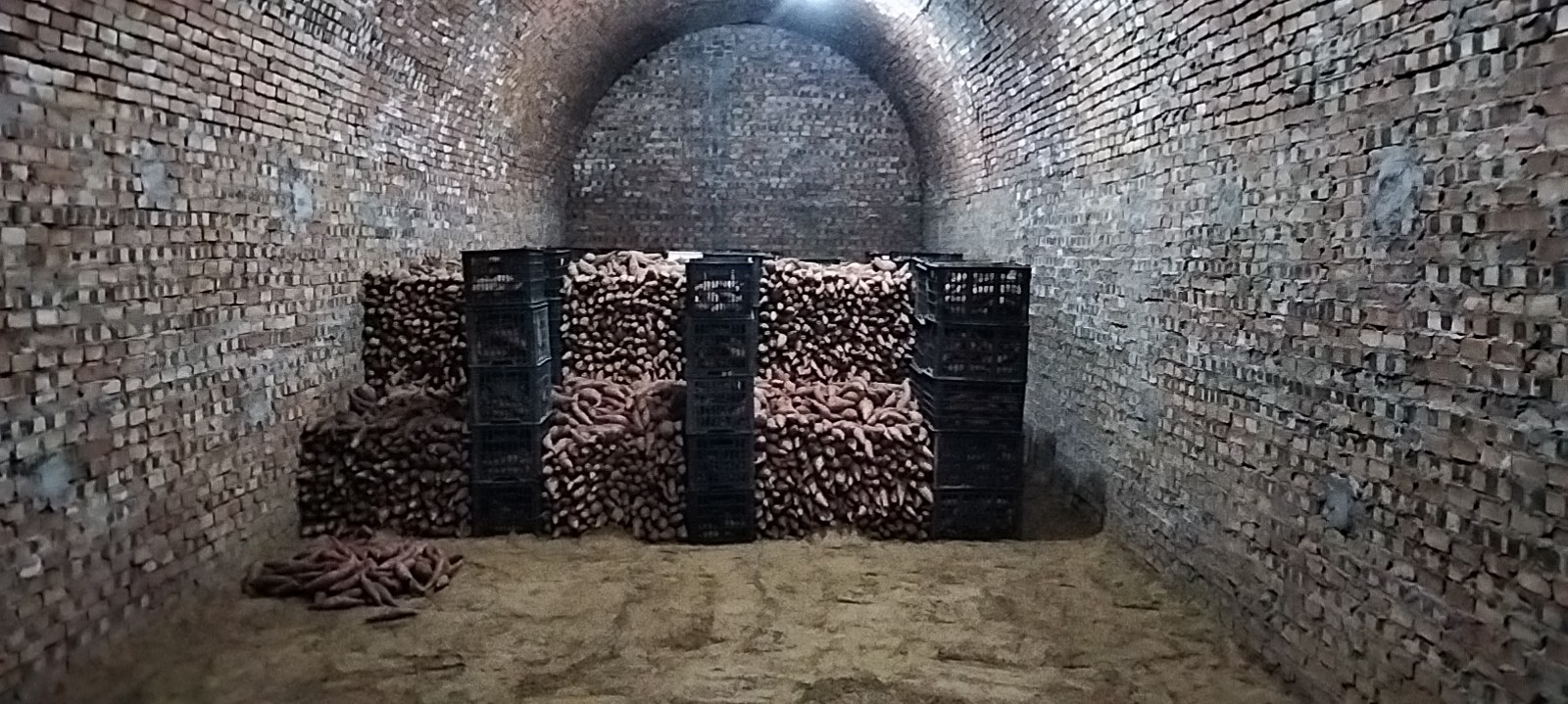 一筐完整未发芽的烟薯整齐摆放在阴凉地窖中