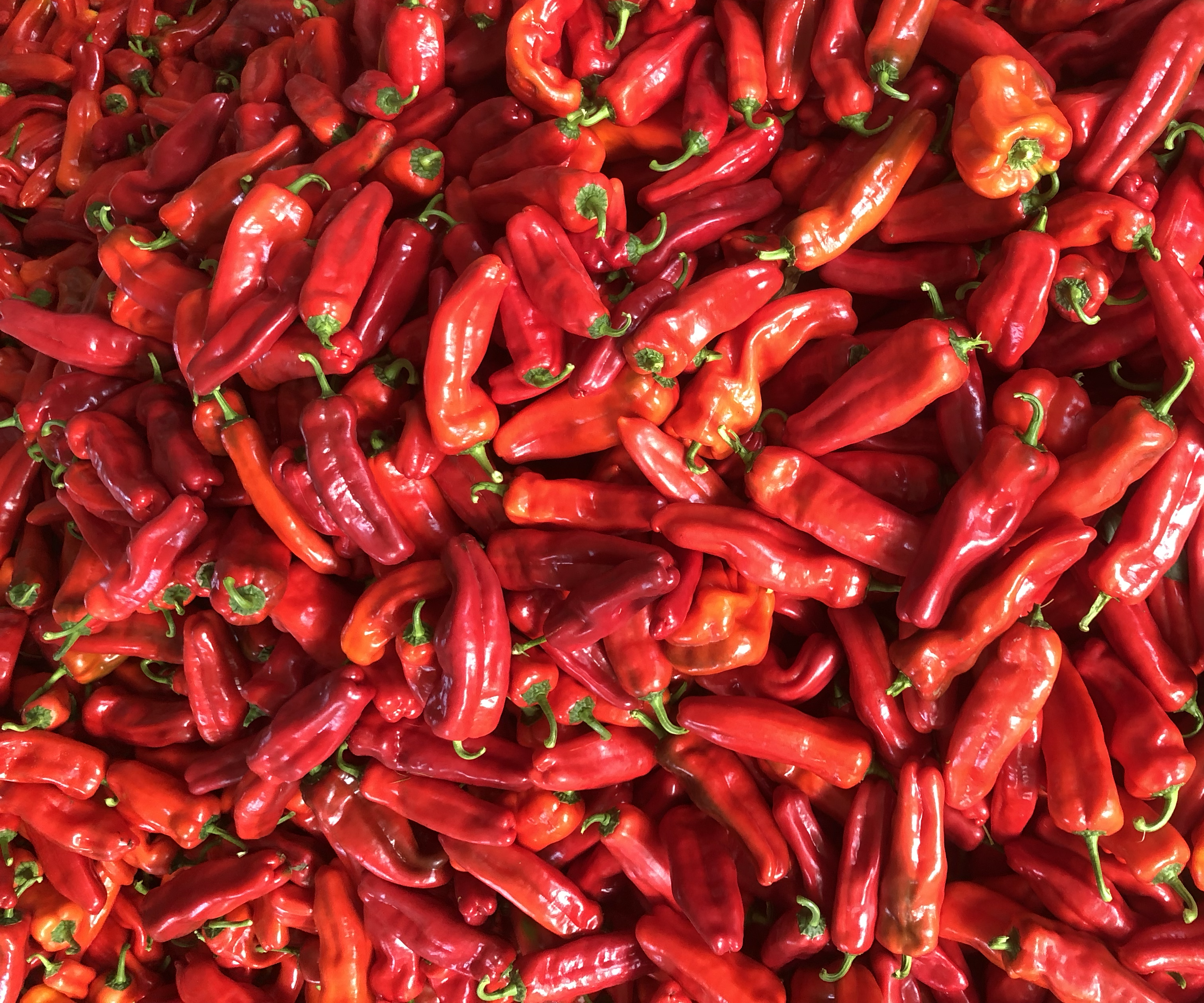 泡椒原料与泡椒蓉成品对比图