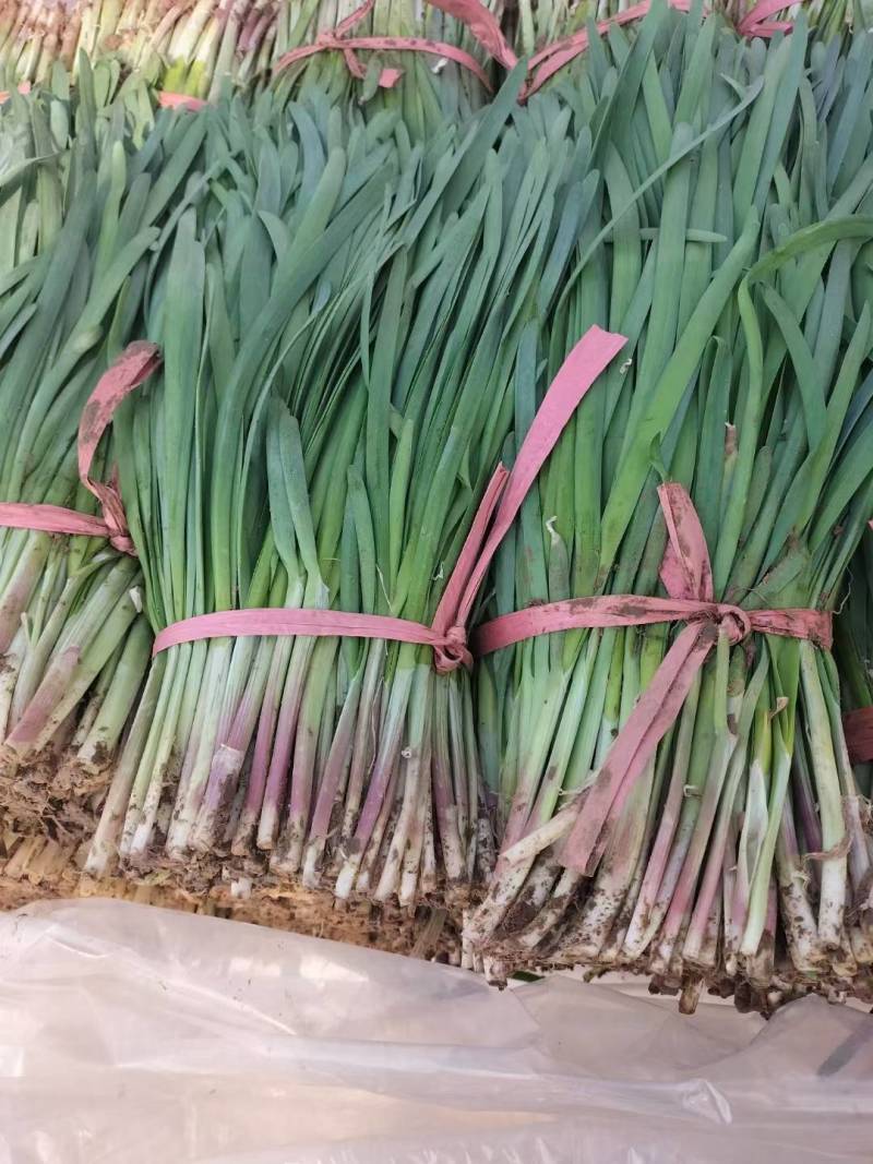 产地大棚韭菜,暖棚韭菜大量上市,质量一级