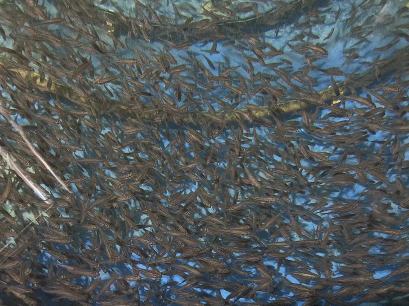 带鱼在深海中的生活环境