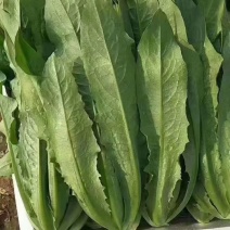 精品油麦菜货源充足质好价优欢迎客户选购对接商超市场