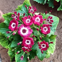 花叶菊