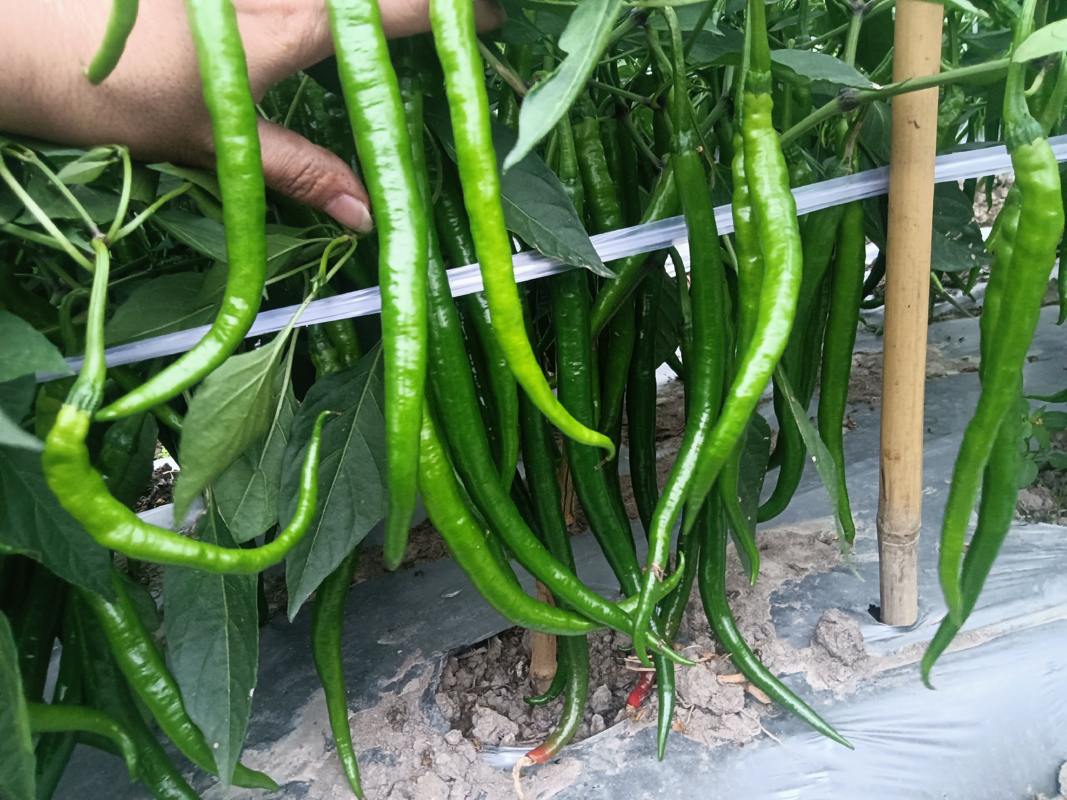 高清微距摄影:软皮线椒与普通线椒果皮结构对比特写。画面左侧为市面常见线椒,表皮致密、反光明显;右侧为软皮线椒,表皮细胞层更疏松,可见细微纵向纹理,触感如薄绸,无角质层堆积感。背景为白色亚克力台面,自然柔光照明,凸显质感差异 软皮线椒特写对比图:左侧为常规线椒(表皮光亮紧绷、有细微蜡质反光),右侧为软皮线椒(表皮细腻柔润、无蜡感、微泛丝绒光泽,果身略显弧度,蒂部青绿饱满