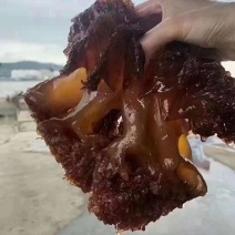 舟山洞头三矾精品筒装海哲蜇