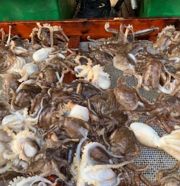 [章鱼批发]短腿八爪鱼价格17.00元/斤 - 一亩田