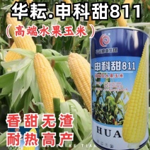 华耘申科甜811水果玉米种子超泰太阳花大棒耐热甜脆甜