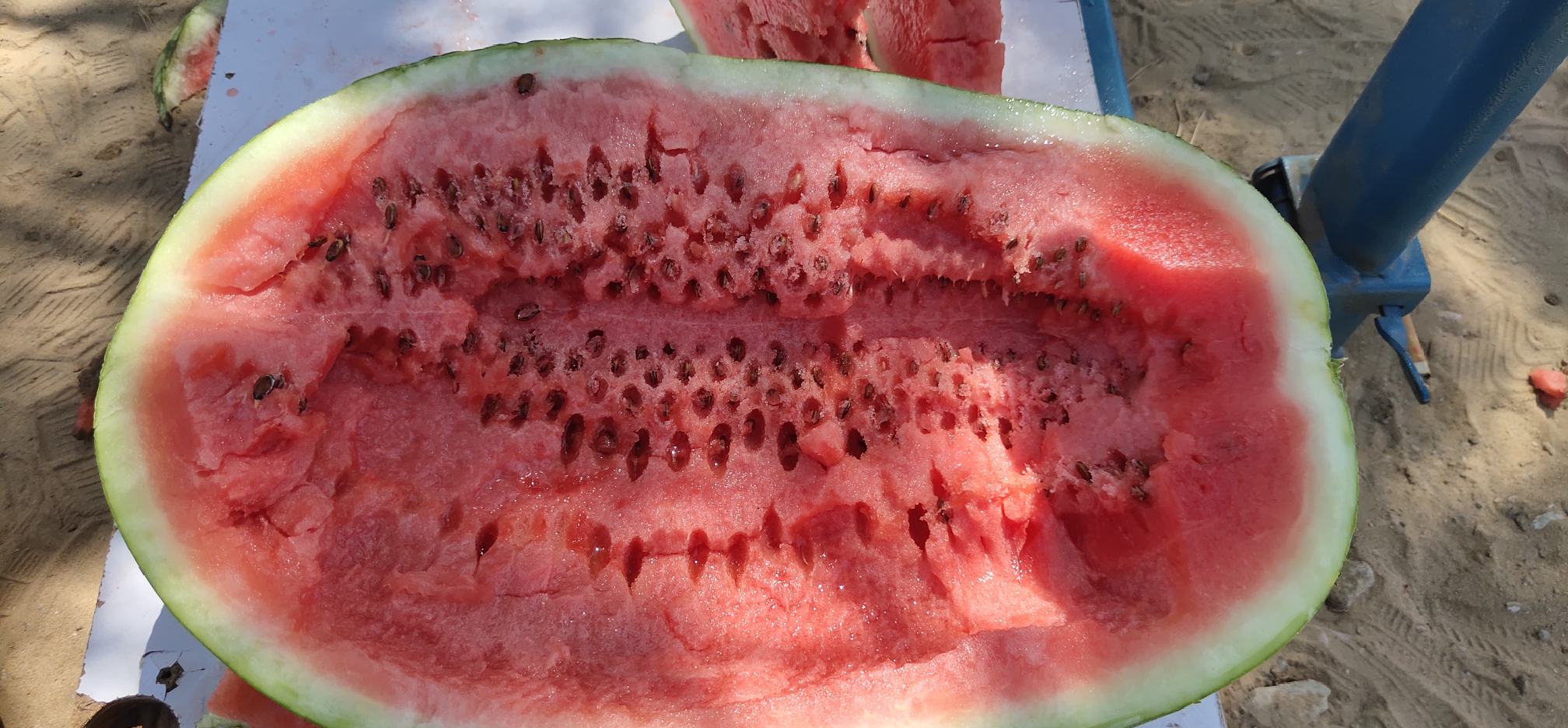 金城5号西瓜切开图