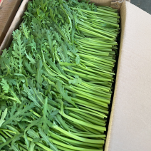 精品茼蒿，产地一手货源，大量供应，欢迎前来实地考察。