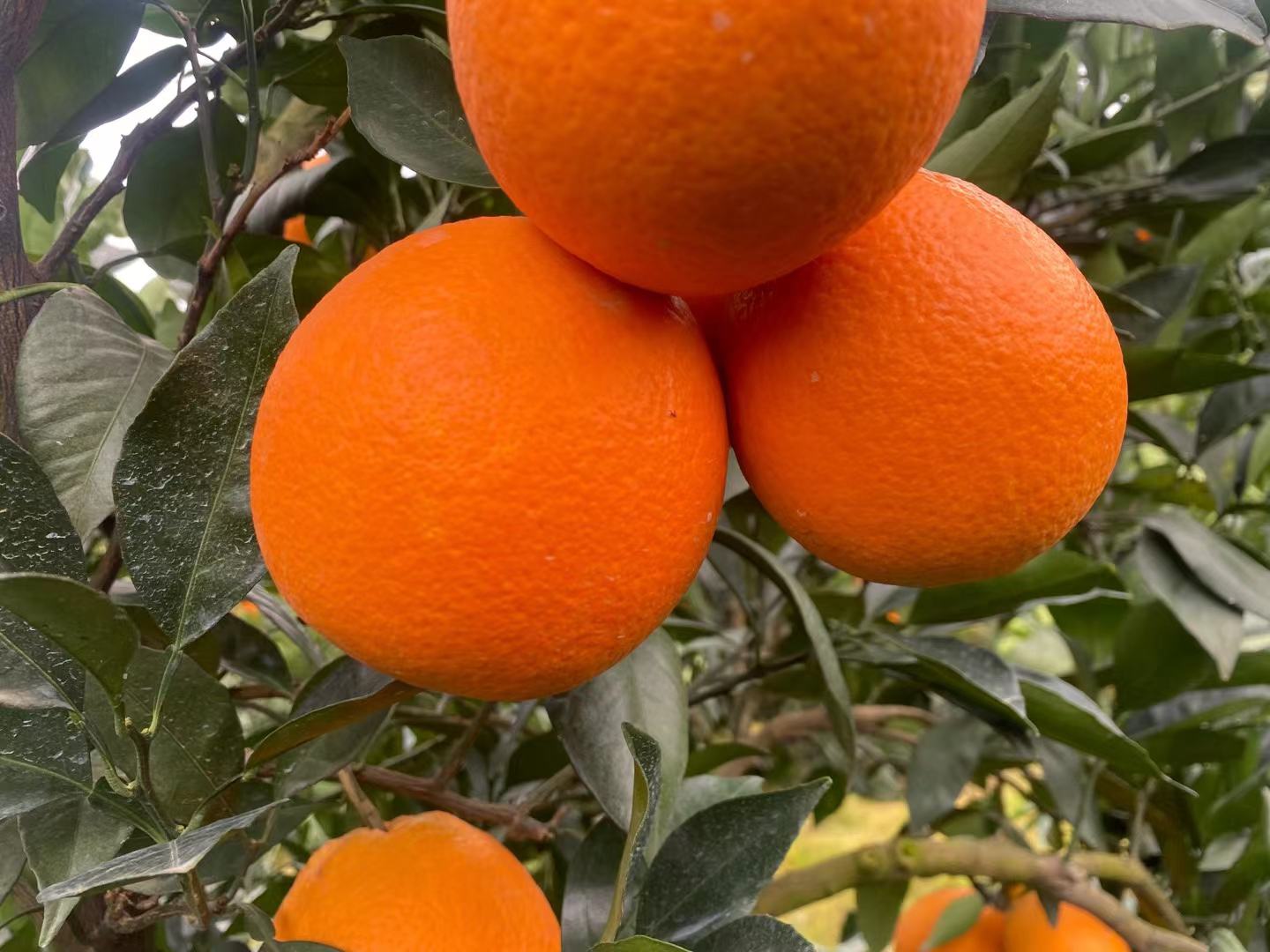 青秋脐橙枝条清晰特写,展示其健康饱满的芽点与木质结构 青秋脐橙枝条特写