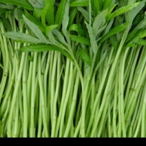 芦蒿毛蒿