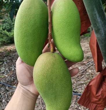 [金煌芒批发]海南金煌芒果价格5.50元/斤 - 一亩田