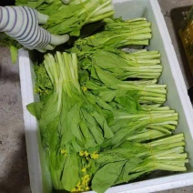 白菜苔