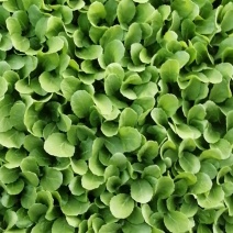 冬洋50白菜苗，欢迎选购。1500起邮