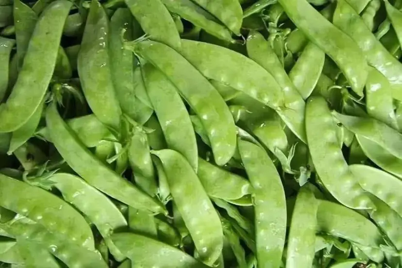 展示焯水后的荷兰豆色泽鲜绿,与冷水浸泡后的状态 焯水后的荷兰豆
