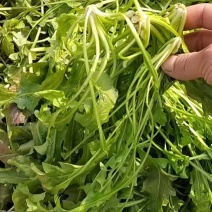 荠菜，野菜，特菜，荠荠菜，量大，质优！产地直发，欢迎咨询