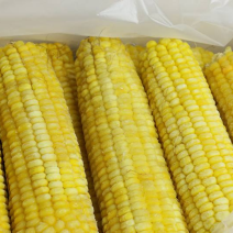 速冻玉米冻玉米熟冻甜糯整车发货散装箱装量大优惠