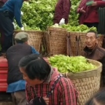 四川省仁寿县优质儿菜基地，保质保量，包客商满意，请打电话