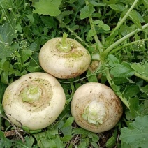 盘菜，品种好，口感脆嫩，