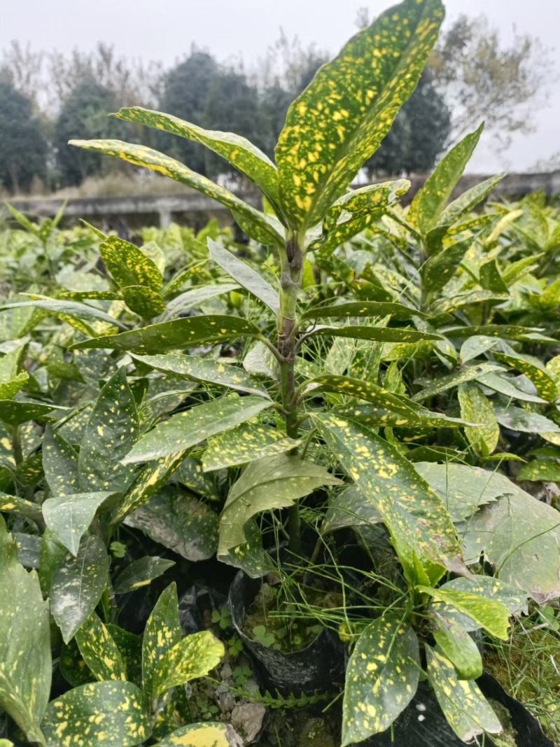 洒金珊瑚,本苗圃大量出售各规格品种,欢迎大家前来选购